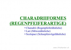 Charadriiformes (Regenpfeiferartige)